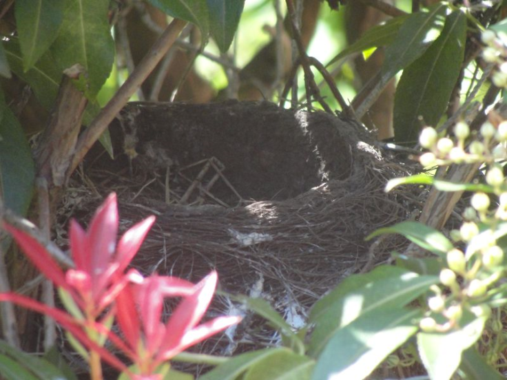 robin nest